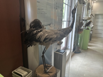 IMG_4936.jpeg
