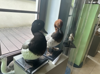 IMG_4940.jpeg